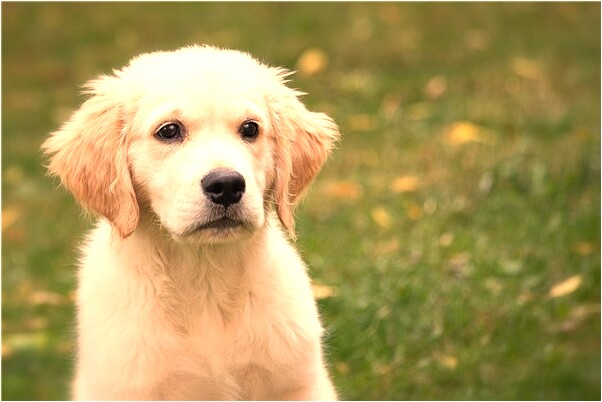 夢到了拿刀互扎沒流血是什麼徵兆_周公解夢官網