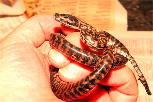 夢到了女人不穿內褲代表著什麼？_周公解夢官網