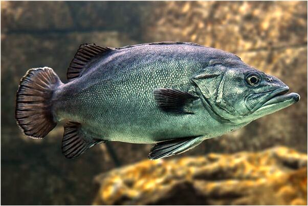 夢見和妹妹吵架是什麼意思？_周公解夢官網