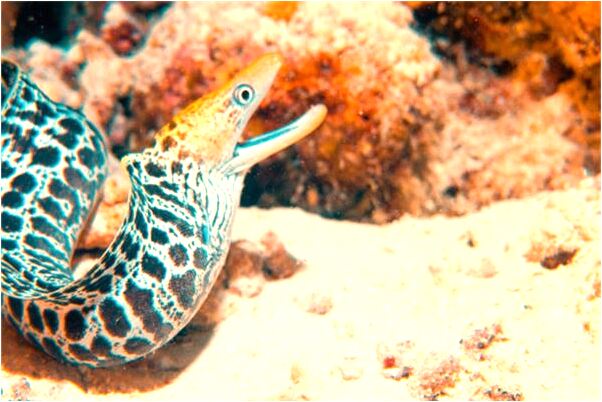 夢到別人抓著蛇有什麼說法_周公解夢官網