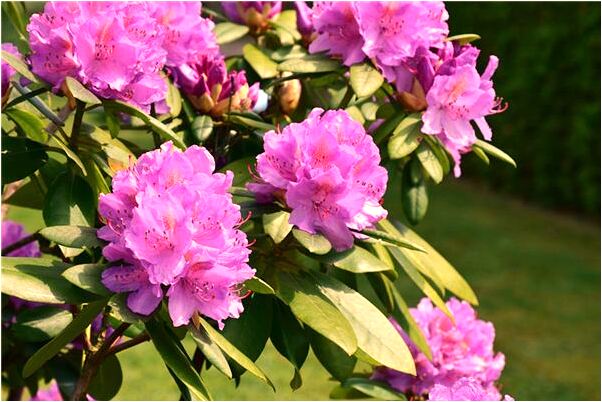 夢到了明星成為男朋友有什麼意思_周公解夢官網