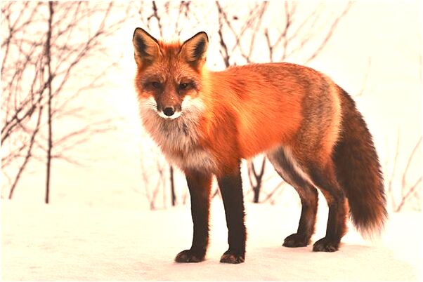 夢到自己被刺傷預示什麼_周公解夢官網