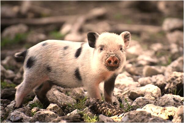 夢到和一班婦人旅行和遊戲有什麼寓意嗎_周公解夢官網