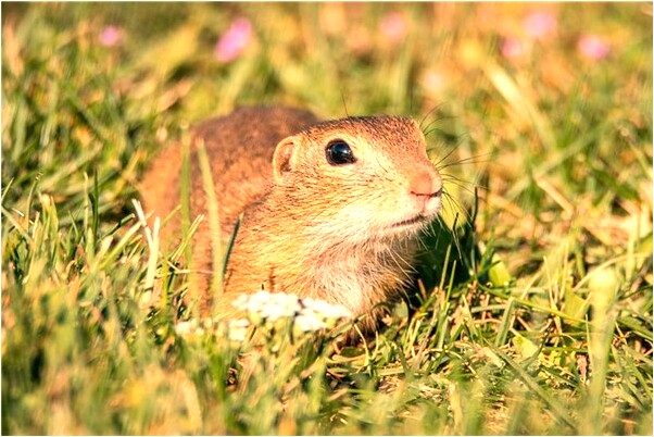 夢到被提拔代表什麼_周公解夢官網