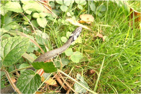 夢見老公牽馬是啥意思_周公解夢官網