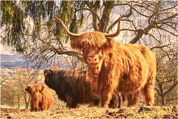 夢到內褲有很多洞是啥預兆_周公解夢官網