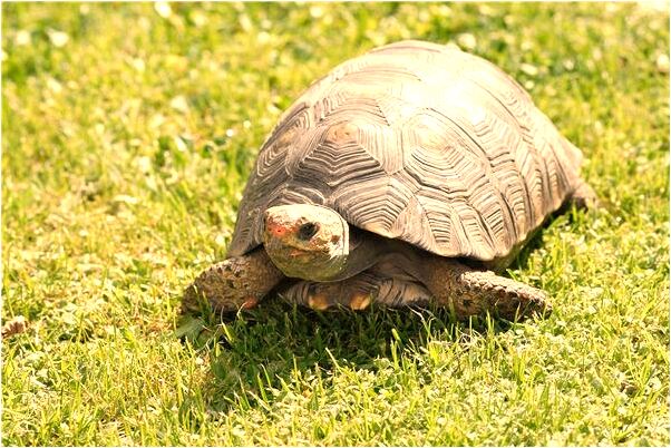 夢見金娃娃要親我有何寓意_周公解夢官網