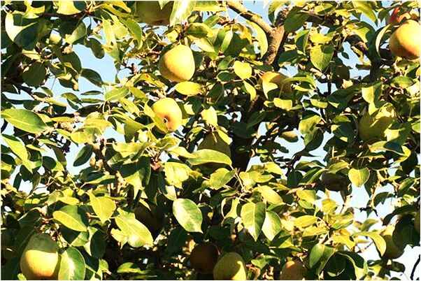 夢見常自己喜歡大男人是什麼兆頭_周公解夢官網