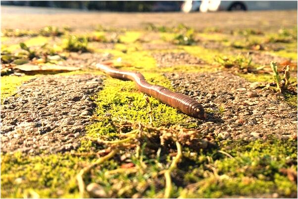 夢到了馬跑又死去了好不好_周公解夢官網