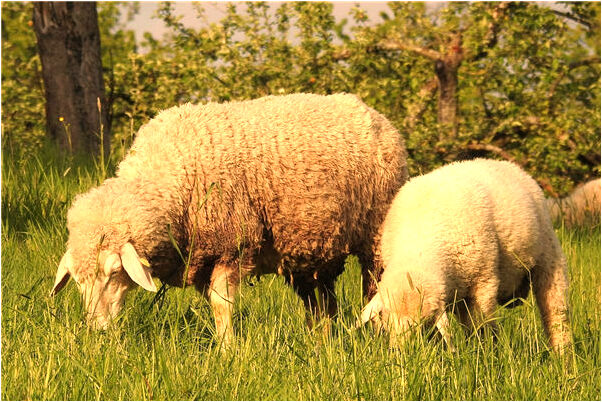 夢到了和朋友拍照有什麼寓意嗎_周公解夢官網