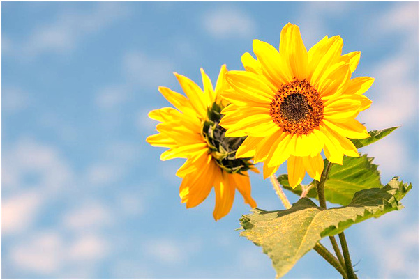 夢到了騎在蛇身上的預兆_周公解夢官網