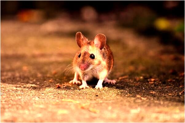 夢到了汽車沒有電什麼寓意_周公解夢官網