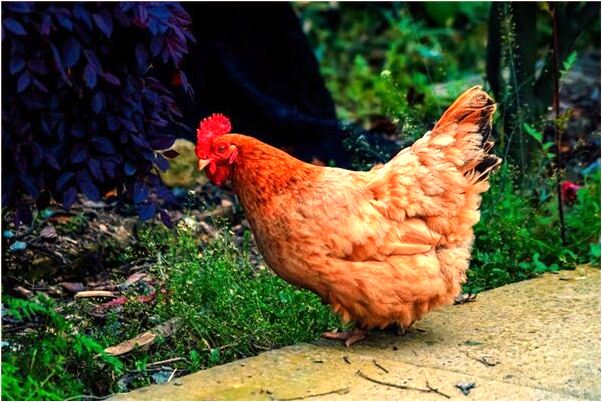 夢到別人家燒房會是什麼預兆_周公解夢官網