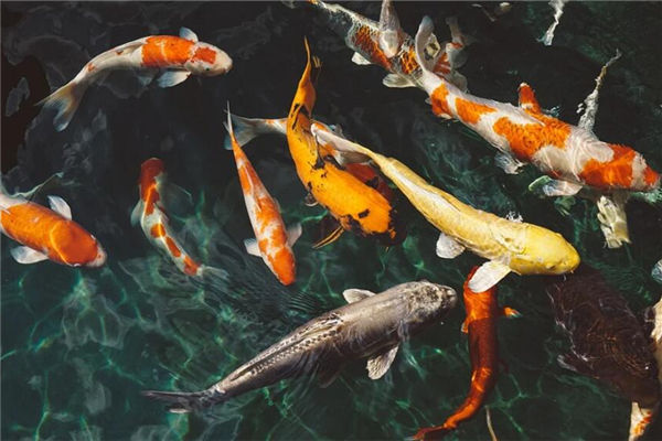 夢見好多魚是什麼意思_周公解夢