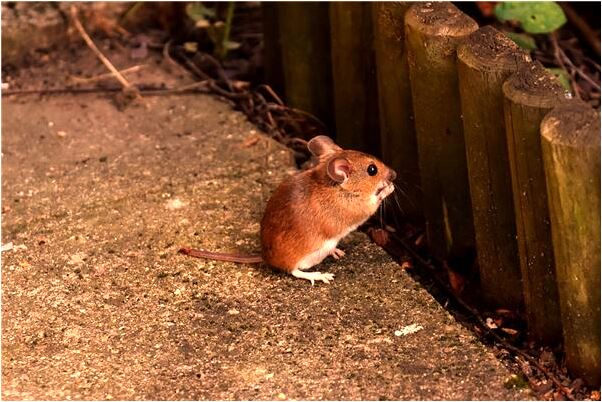 夢見蛇追蜘蛛意味著什麼_周公解夢官網