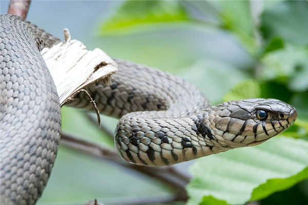 1977年生肖蛇的五行_十二生肖