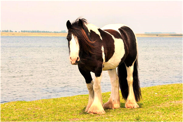 夢到了被換房子是什麼意思_周公解夢官網