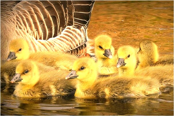 夢見已死亡的父親是啥意思_周公解夢官網