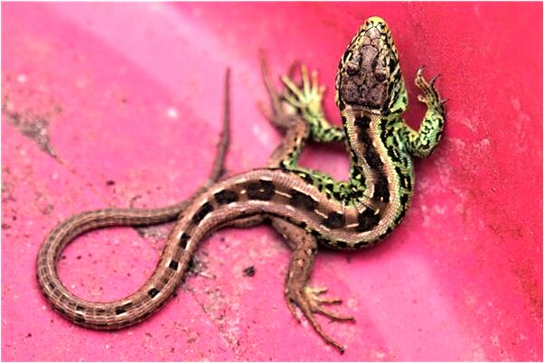 夢見笑臉大佛是怎么回事_周公解夢官網