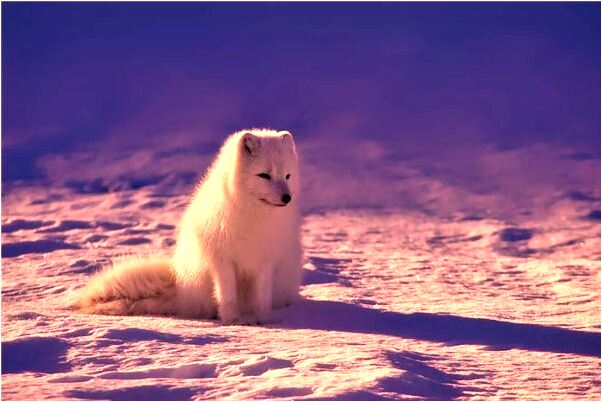 夢見前男友我哭泣意味著什麼_周公解夢官網