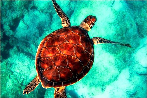 夢見我朋友穿白衣服而且懷孕意味什麼_周公解夢官網