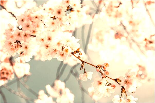 夢到自己的褲子掉下半截預示著什麼_周公解夢官網