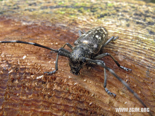 夢見男人陽具_周公解夢夢到男人陽具是什麼意思_做夢夢見男人陽具好不好_周公解夢官網