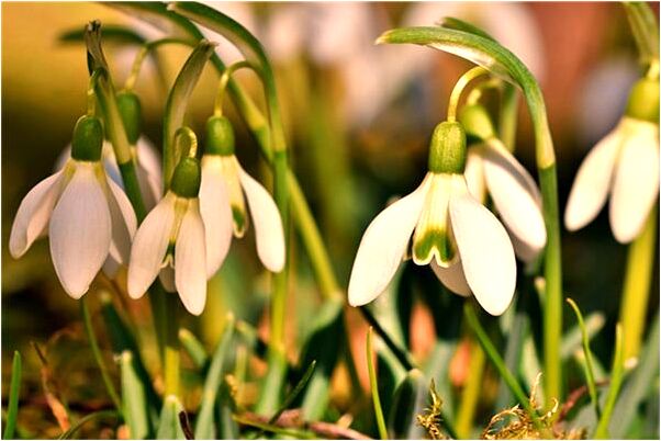 夢見去日本要回國代表著什麼_周公解夢官網