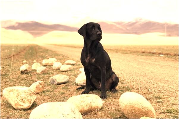 夢見和朋友在水裡嬉笑打鬧是什麼意思_周公解夢官網