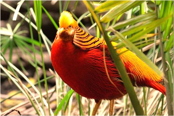 夢到了回家忘記帶鞋子是什麼預兆?_周公解夢官網