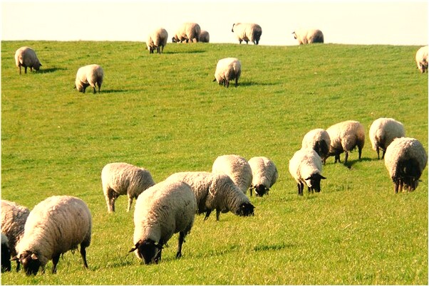 夢到兒子向我要錢是什麼啟示_周公解夢官網