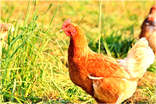 夢見死去的親人洪水和火災預示著什麼_周公解夢官網