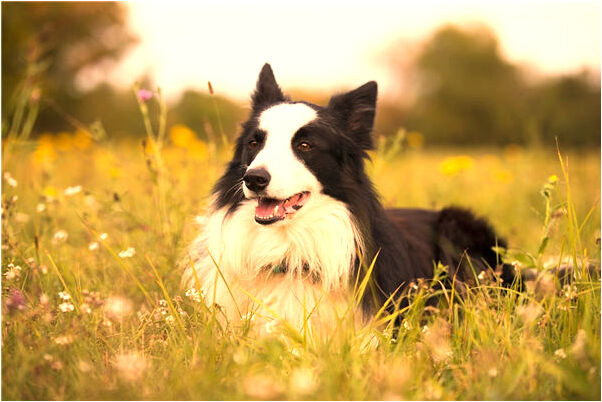 夢到了三隻黑貓預示著什麼_周公解夢官網