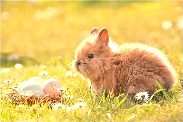 夢見捉了條魚怎么樣_周公解夢官網