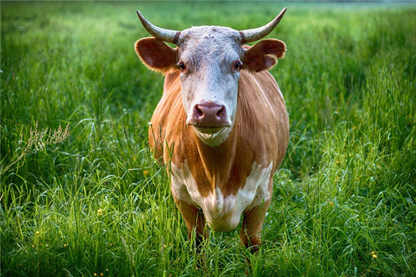 1973年生肖牛的配對_十二生肖