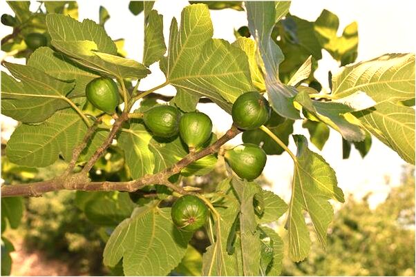 夢到三個小孩淹死在湖裡是什麼預兆_周公解夢官網