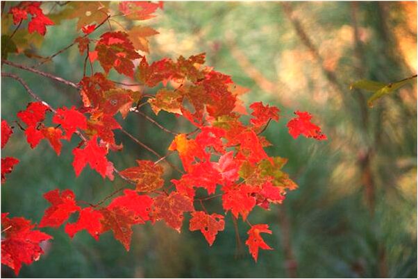 夢見自己昏倒是什麼徵兆_周公解夢官網