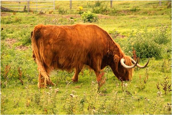 夢見頭髮掉落是什麼意思？_周公解夢官網