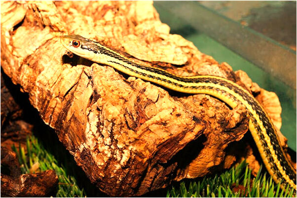 夢見死去的親人給我錢我沒接是什麼預兆？_周公解夢官網