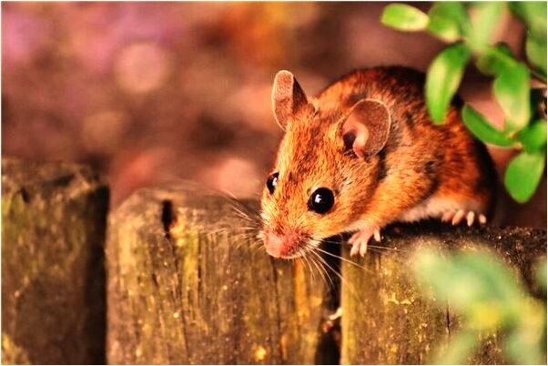 夢到了老公外面有人代表著什麼？_周公解夢官網