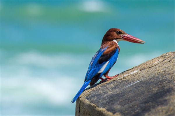 夢見抓鳥_周公解夢