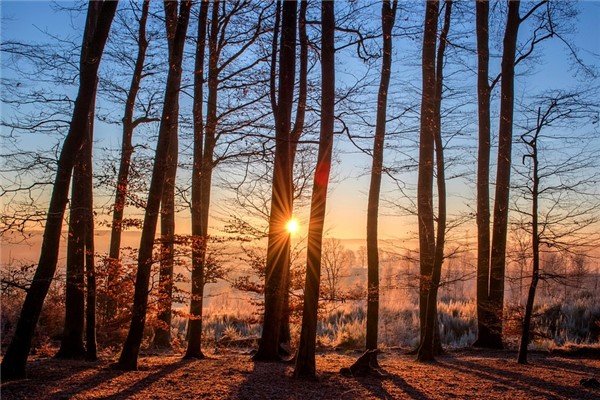 夢到了枝葉有什麼含義_周公解夢