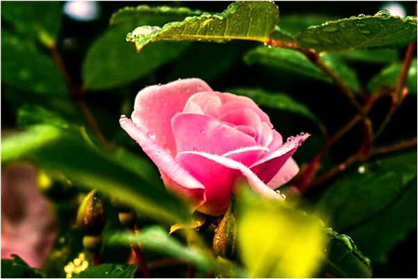 夢到了今天萊西天氣是什麼預兆_周公解夢官網