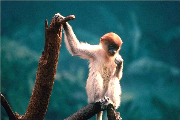 夢到和老闆娘的兒子做愛是啥意思_周公解夢官網