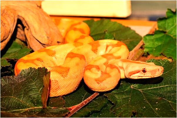 夢到了自己唱心經怎么說_周公解夢官網