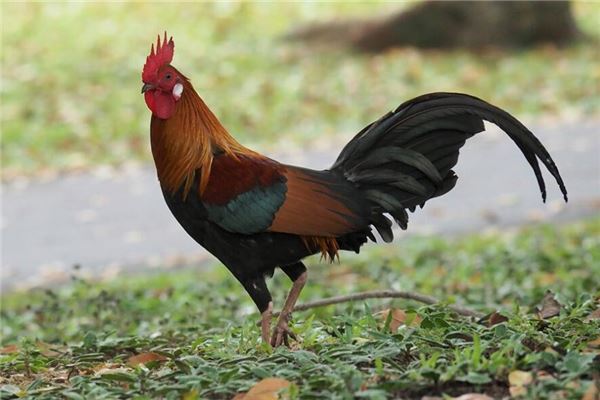 1945年屬什麼壽命多少_十二生肖