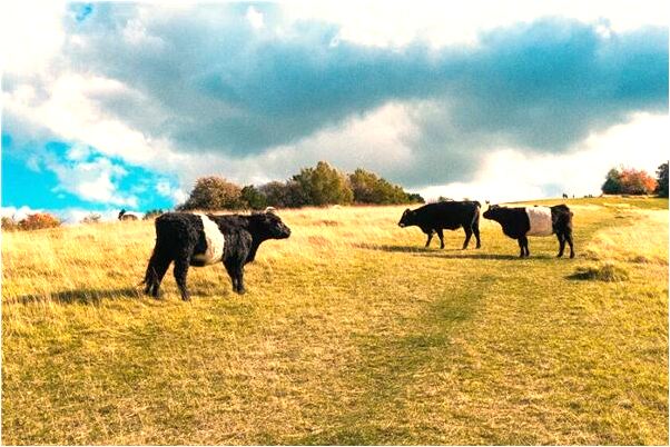 夢到與去世的媽媽聊天是怎么回事_周公解夢官網