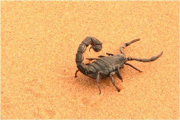 夢到已亡親人說話會有什麼預兆_周公解夢官網