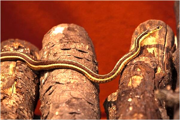 夢到相親吃飯好不好_周公解夢官網