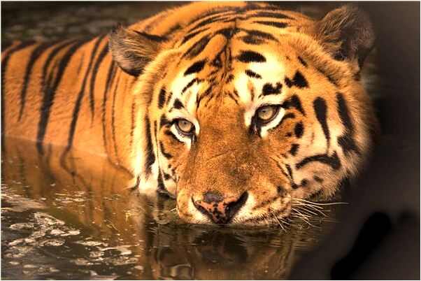 夢到了褲襠開了是好的徵兆嗎_周公解夢官網